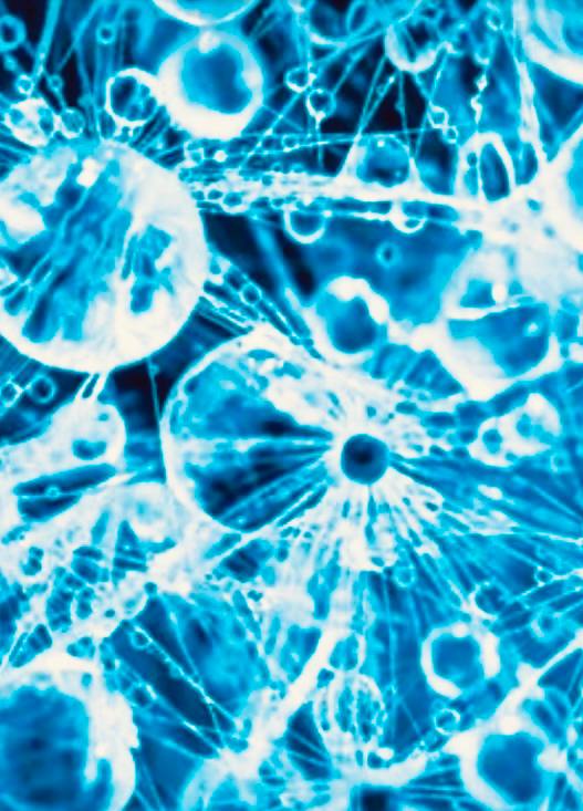 Cosa sono i: “Domini di Coerenza”