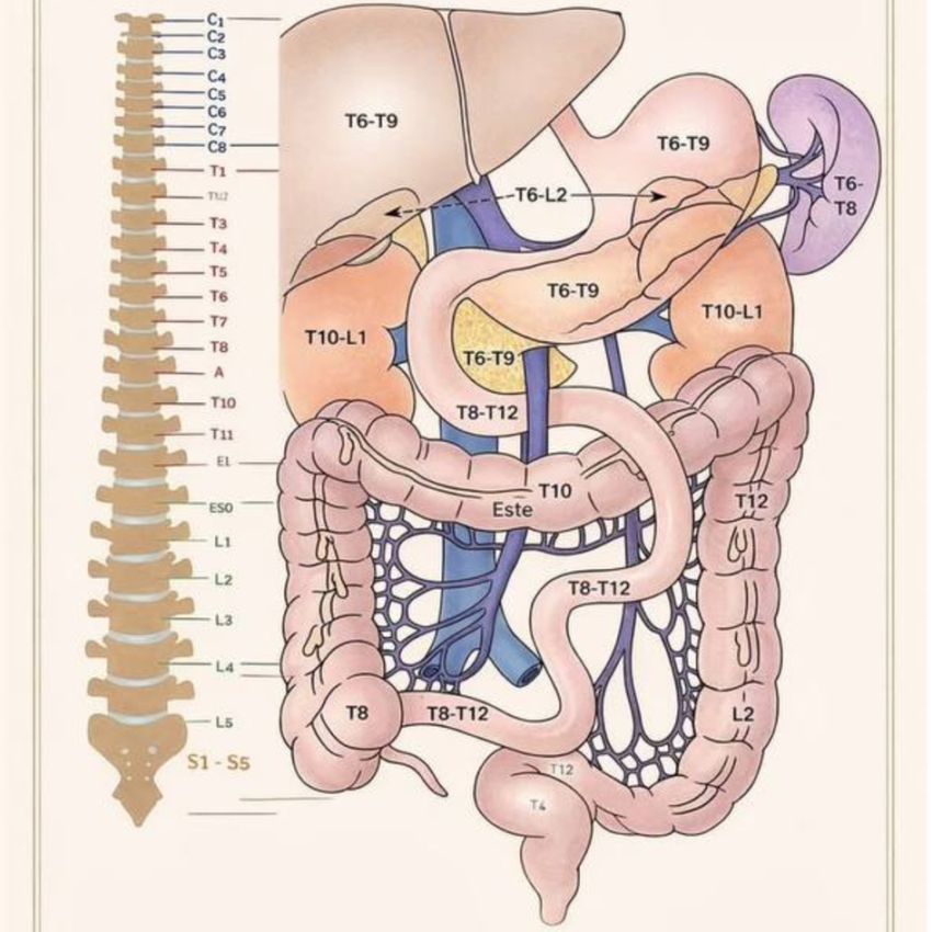 Colonna vertebrale e digestione: come comunicano tra loro