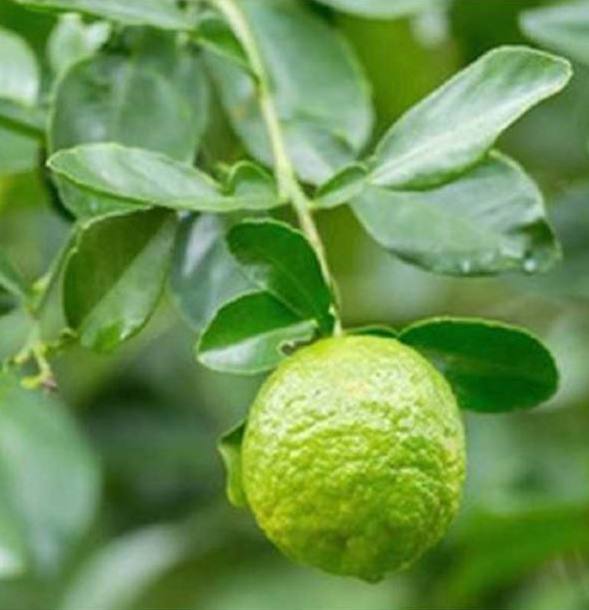 POLIFENOLI DEL BERGAMOTTO