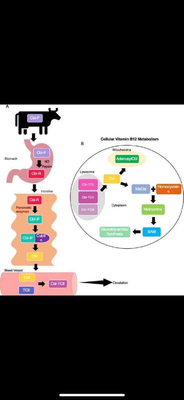 VITAMINA B12 NELLA MUTAZIONE O MEGLIO POLIMORFISMO MTR / MTRR (INSIEME A MTHFR)